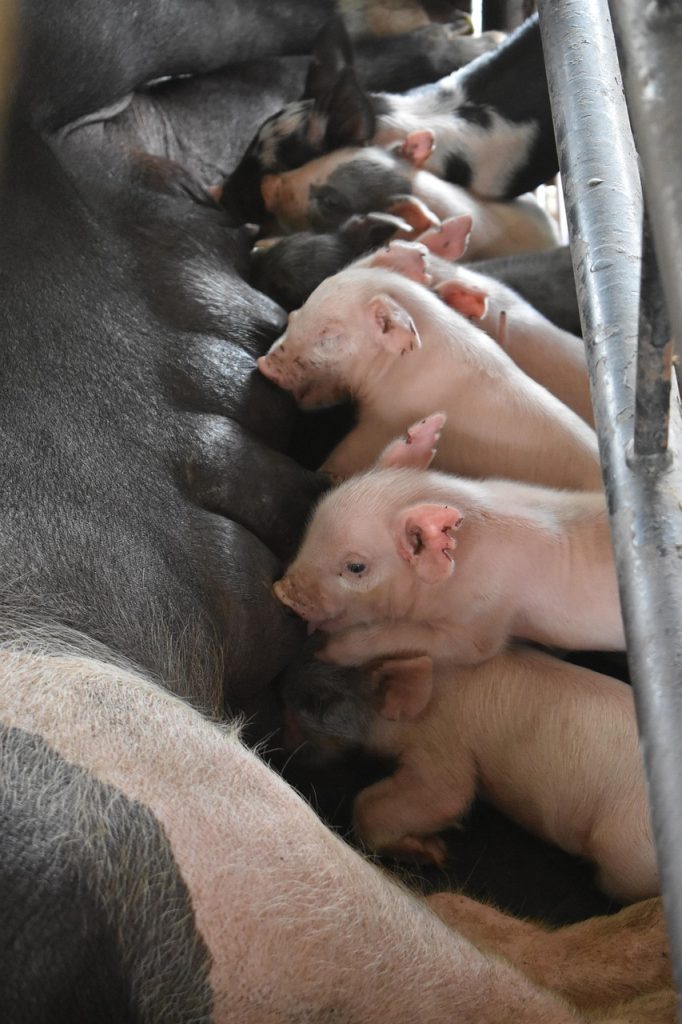 feeding, piglet, newborn, pig, farm, animals, cute, livestock, domestic, mammal, farming, swine, pork, nature, baby